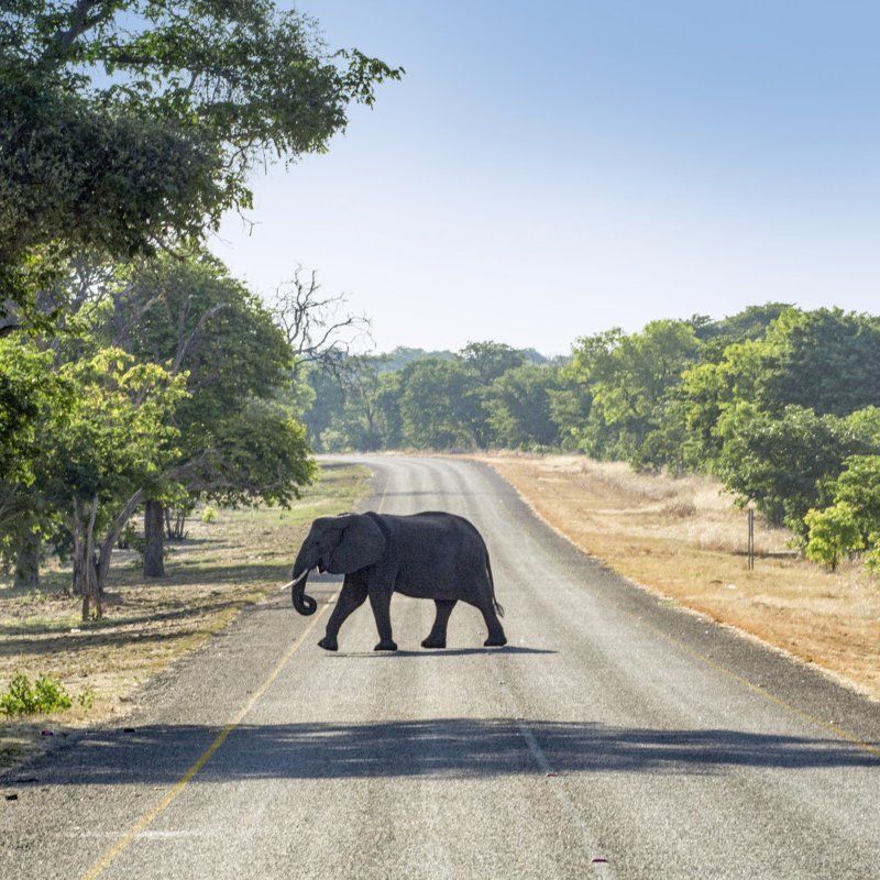 Ein majestätischer Elefant spaziert auf einer Strasse in Botswana, umgeben von der Natur.