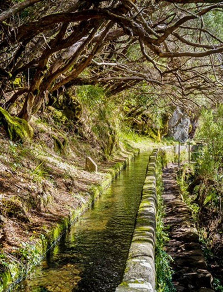 Ein schmaler Bach fließt durch einen dichten Wald, umgeben von hohen Bäumen und grünem Unterholz.