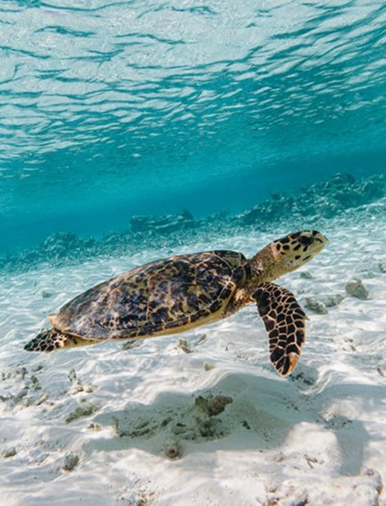 Eine Schildkröte schwimmt im Ozean nahe der Küste der Malediven.
