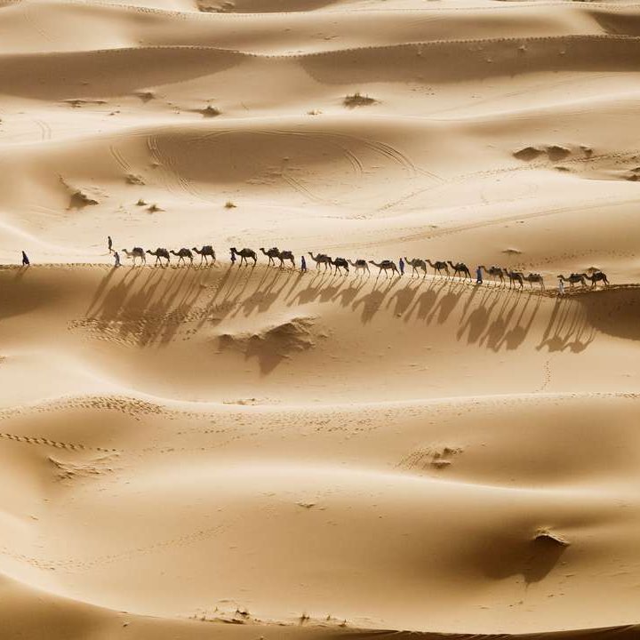 Eine Gruppe von Kamelen wandert durch die Wüste in Marokko.