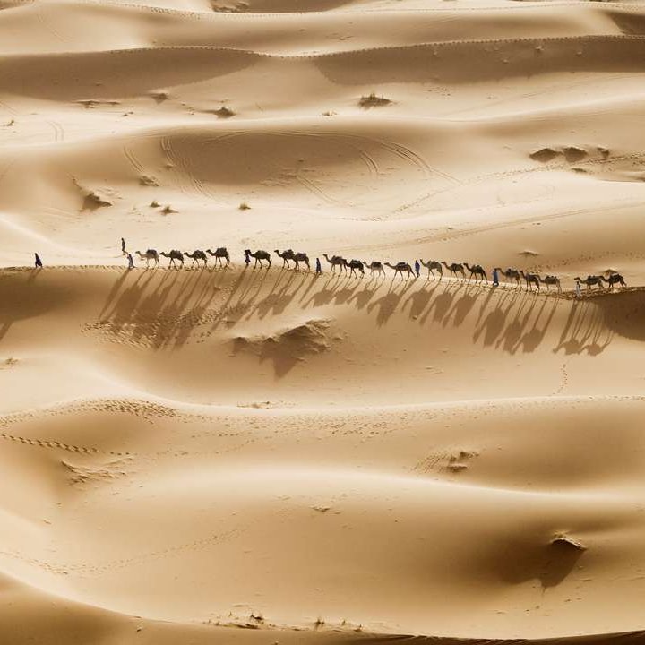 Eine Gruppe von Kamelen wandert durch die Wüste in Marokko.
