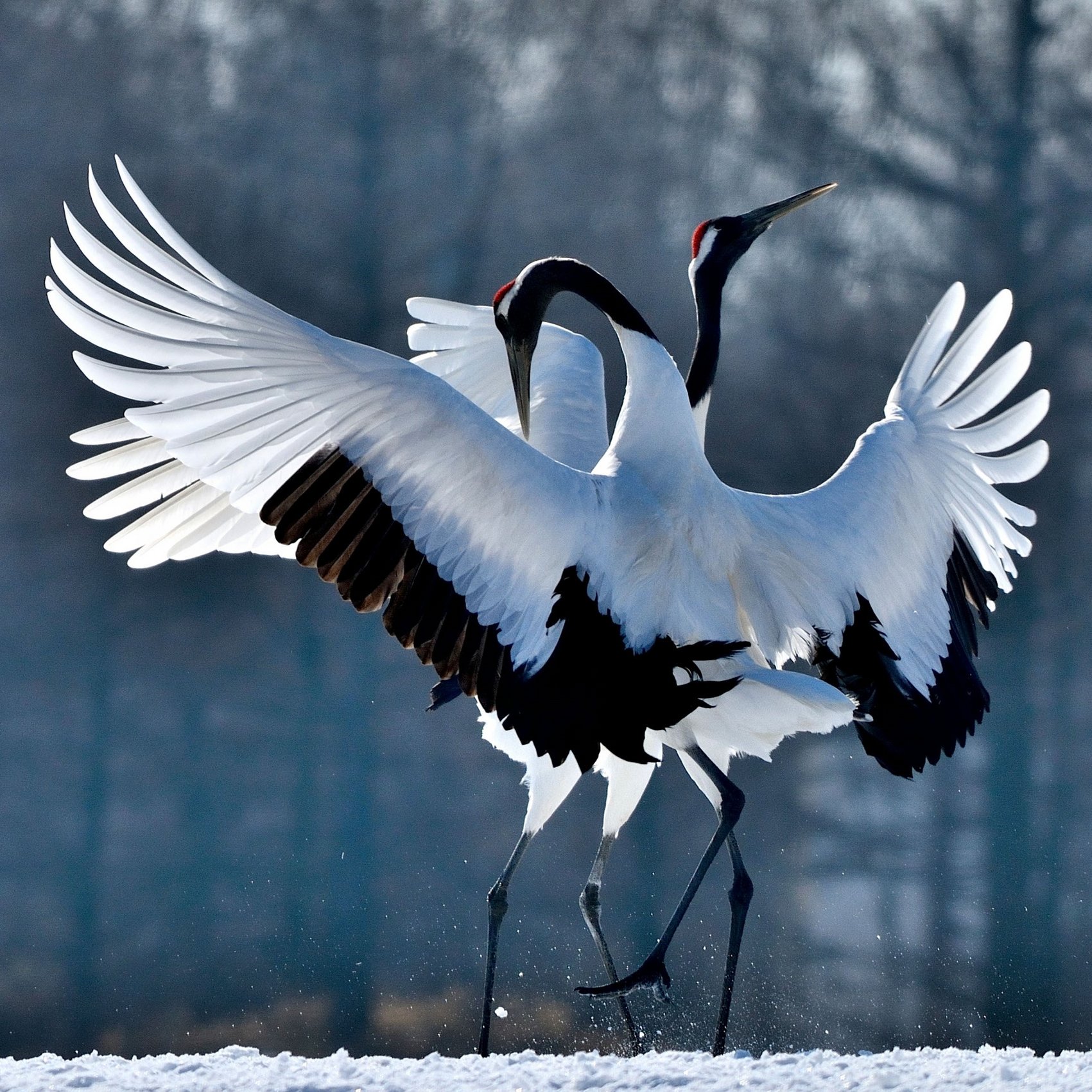 Tanzende Rotkronenkraniche im Schnee – Symbolvögel Japans