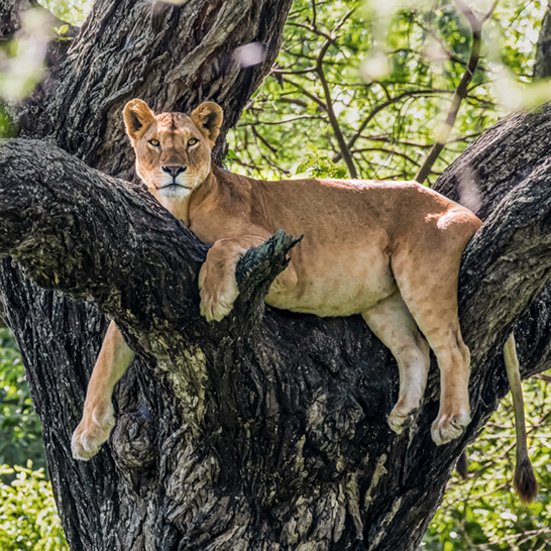 Ein Löwe sitzt entspannt in einem Baum in Lake Manyara, Tansania, umgeben von grüner Vegetation.