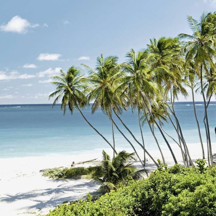 Paradiesischer Strand auf den Kleinen Antillen, umgeben von Palmen und strahlend weissem Sand.
