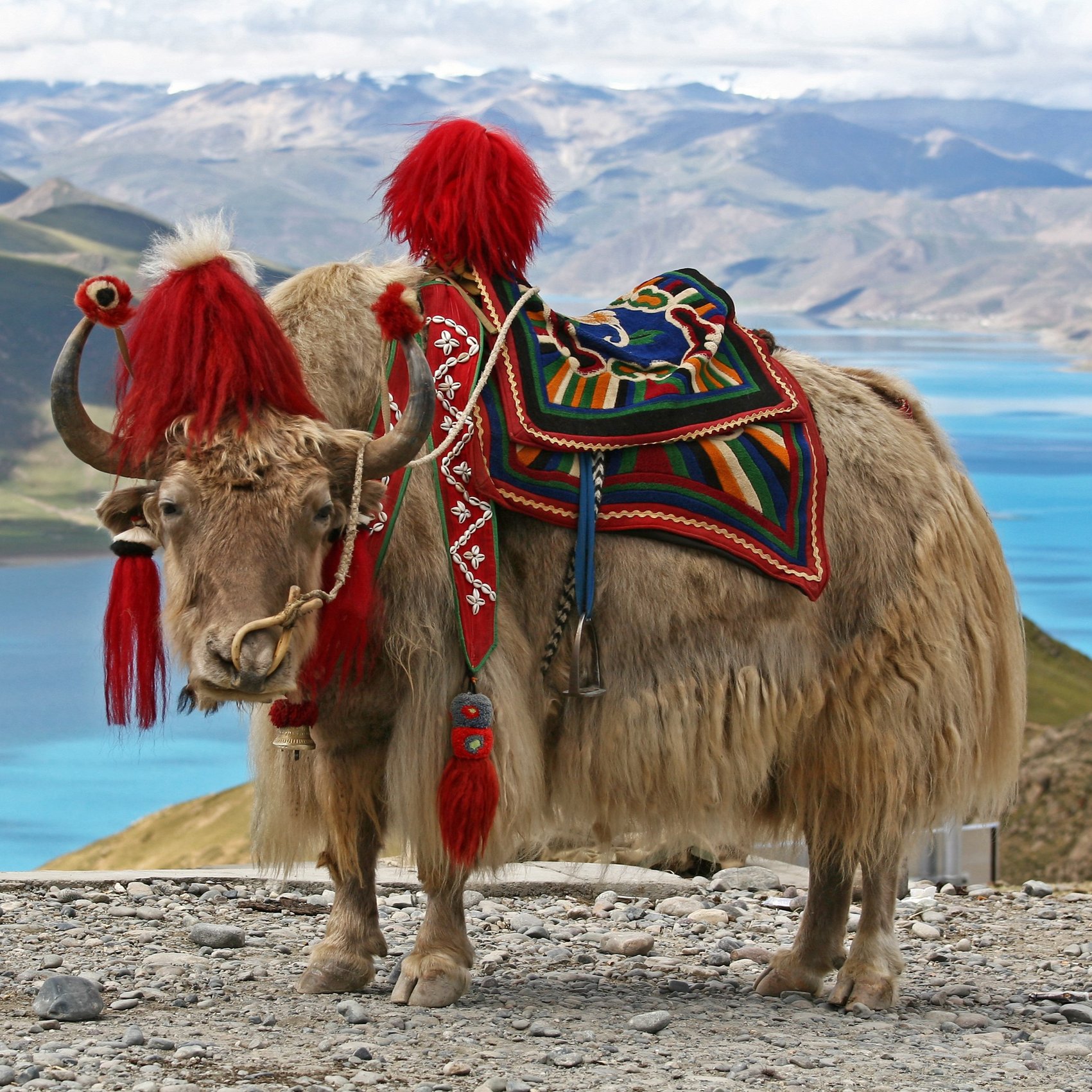 Geschmückter Yak vor türkisblauem See in Tibet