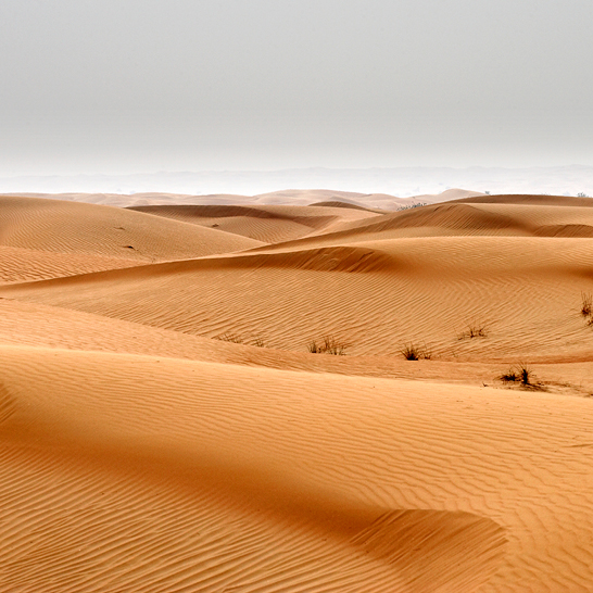 Eine Wüstenlandschaft in Dubai mit sanften Sanddünen und einem einsamen Kamel.