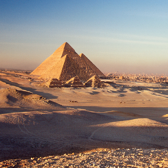 Kamel in der Wüste, im Hintergrund sind die Pyramiden von Gizeh sichtbar.