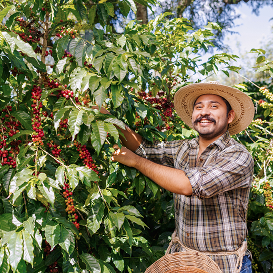 Ein Mann mit Strohhut pflückt Kaffeekirschen von einem Baum in Costa Rica.