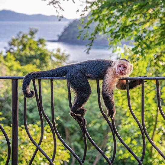 Ein Affe sitzt auf einem Geländer und blickt auf den Ozean in Costa Rica. Pura Vida!
