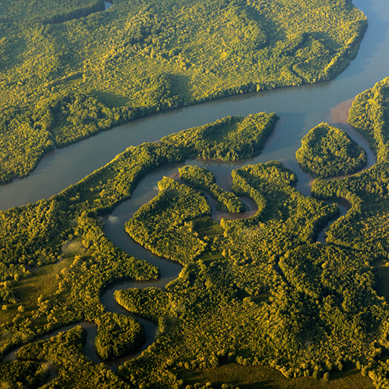 Ein Fluss fliesst durch einen dichten Wald in Costa Rica, umgeben von üppigem Grün und tropischer Vegetation.