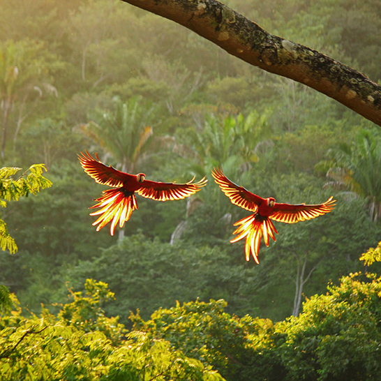 Zwei Vögel fliegen durch den Himmel über dem Corcovado in Costa Rica.