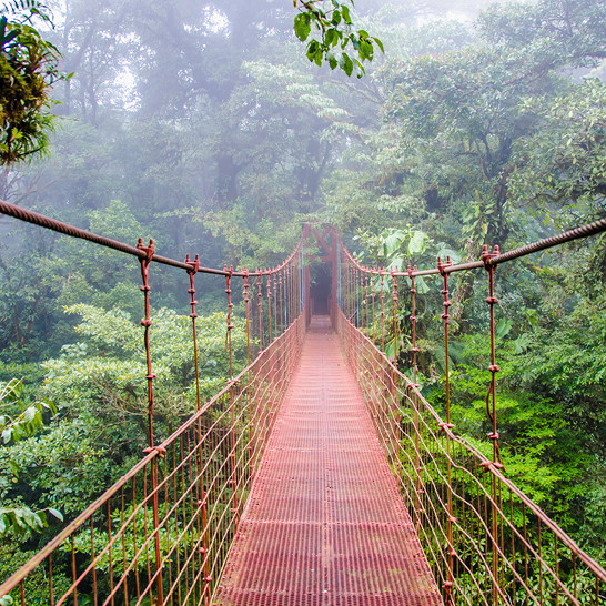 Eine Brücke im Dschungel von Monteverde, Costa Rica, umgeben von üppigem Grün und tropischen Pflanzen.