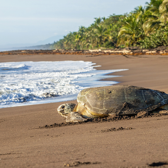  Eine grüne Meeresschildkröte liegt am Strand in Tortuguero, Costa Rica, nahe dem Ozean.