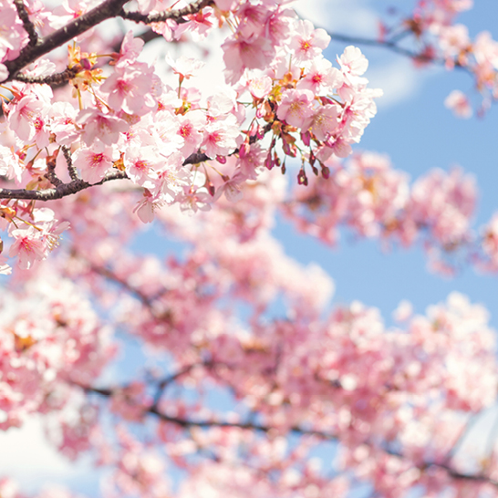 Nahaufnahme eines Kirschblütenbaums in Japan, der die Schönheit der Natur zeigt.