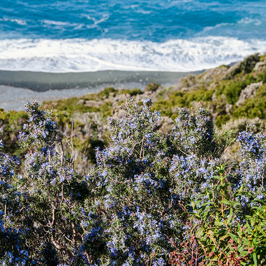 Blick auf den Ozean von einem Hügel aus, mit sanften Wellen und klarem Himmel im Hintergrund.