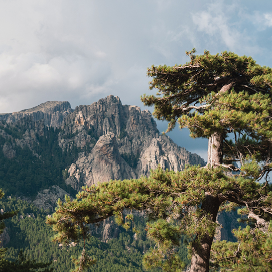 Eine Kieferbaum vor einem beeindruckenden Bergpanorama.