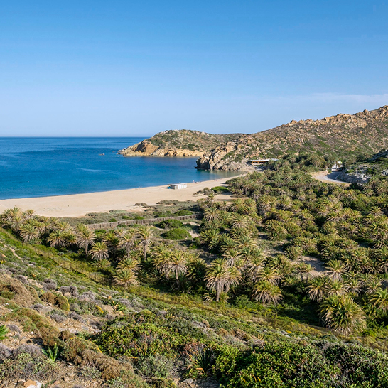 Ein Palmenstrand auf Kreta mit klarem blauen Wasser und sanften Wellen, ideal für einen entspannten Tag am Meer.