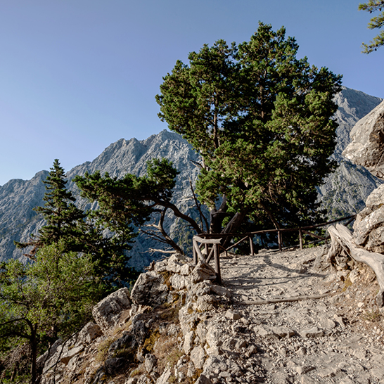  Ein Baum auf einem felsigen Hang mit einer Bank, umgeben von der beeindruckenden Landschaft der Samaria Schlucht.