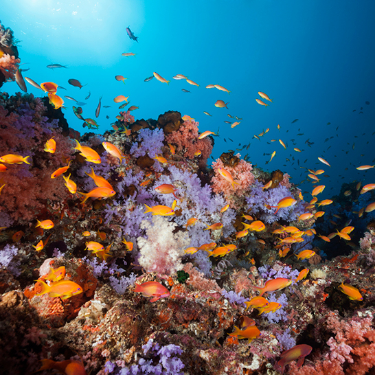 Un récif corallien vibrant avec de nombreux poissons colorés nageant autour.