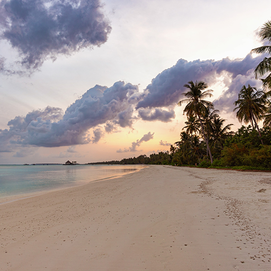 Plage tropicale aux Maldives, entourée de palmiers verdoyants et d'eaux cristallines.