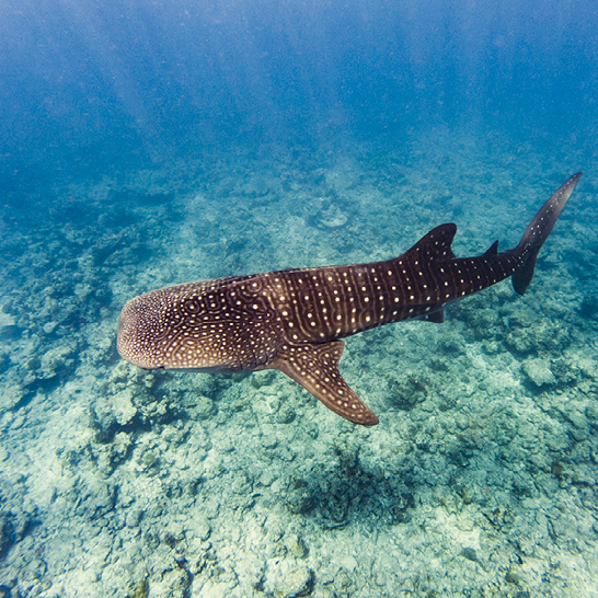 Un requin-baleine nage dans l'océan des Maldives, entouré d'eau turquoise et de coraux colorés.
