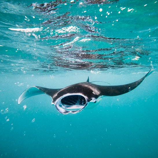 Une raie manta nage dans l'océan des Maldives, glissant gracieusement à travers les eaux turquoise.