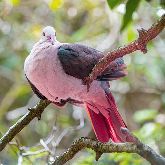Un oiseau perché sur une branche d'arbre à l'île Maurice, entouré de feuillage tropical.