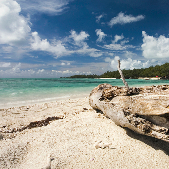 Une souche d'arbre sur la plage de l'île Maurice, entourée de sable et de vagues.
