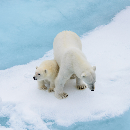 Deux ours polaires se déplacent sur la glace à Spitzbergen, illustrant la beauté de l'Arctique.