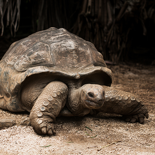 Une grande tortue sur le sol, typique des Seychelles, se prélasse au soleil dans un environnement naturel.