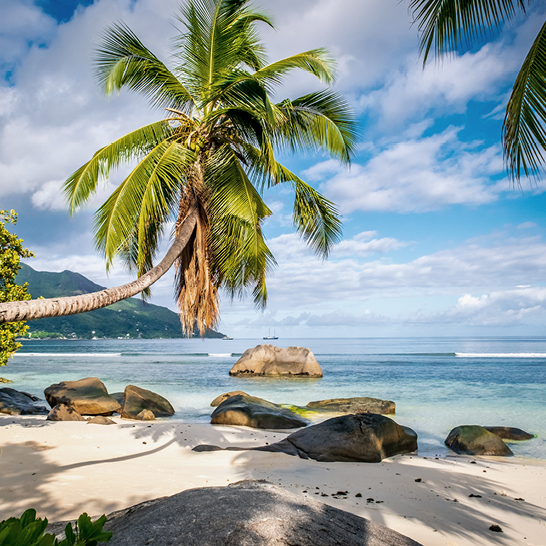 Plage des Seychelles avec des palmiers et des rochers, évoquant un paysage tropical idyllique.