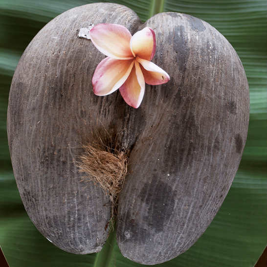 Une noix de coco avec une fleur posée dessus, typique des Seychelles, évoquant des paysages tropicaux.