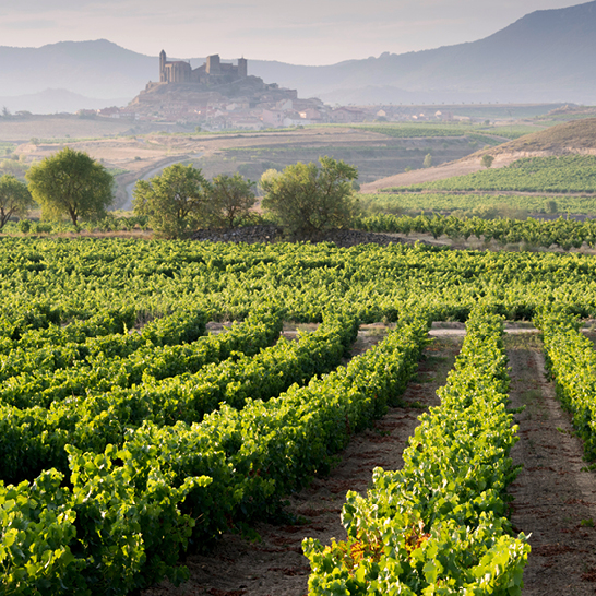  Ein grünes Pflanzenfeld in Spanien, das sich weit erstreckt und die natürliche Schönheit der Landschaft zeigt.