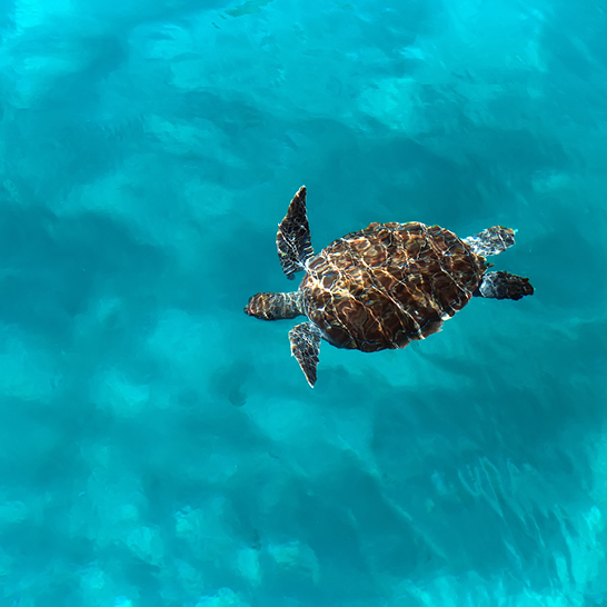 Eine Schildkröte schwimmt im klaren blauen Wasser der Türkei.