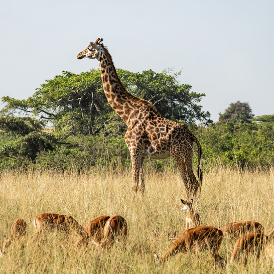 Eine Giraffe steht in einem Feld mit mehreren Rehen in Tansania.