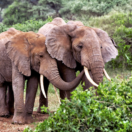 Zwei Elefanten stehen nebeneinander im Tarangire-Nationalpark in Tansania.