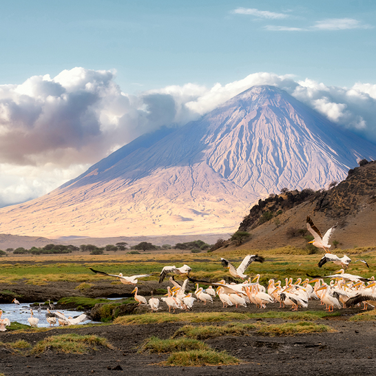 Eine Gruppe von Vögeln steht auf einem Hügel mit einem Vulkan im Hintergrund in der Savanne von Tansania.