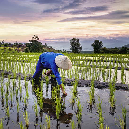 Un homme se tient dans un champ verdoyant en Thaïlande, entouré de nature luxuriante et de ciel bleu.