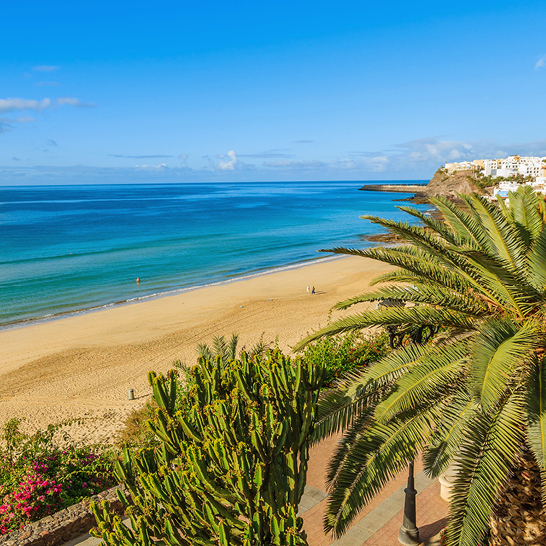 Fuerteventura: Ein sonniger Strand mit einer Palme und klarem blauen Himmel.