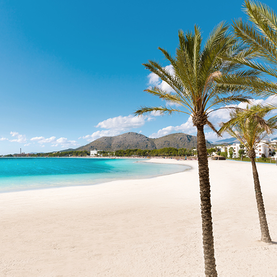 Ein Strand in Alcudia, Mallorca, mit Palmen und einem strahlend blauen Himmel.