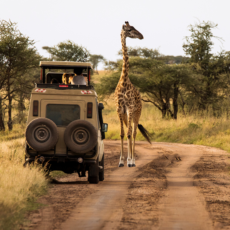 Safari: Majestätische Giraffen, die aus einem Jeep heraus in der Savanne beobachtet werden.