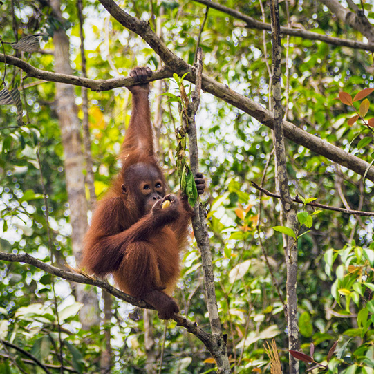 Orang Utan Baby im Dschungel